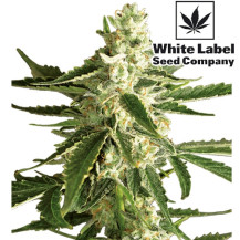 White Diesel Haze Automated (3 Samen) White Label - Blütenkegelknospe