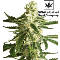 White Diesel Haze Automated (3 Samen) White Label - Blütenkegelknospe