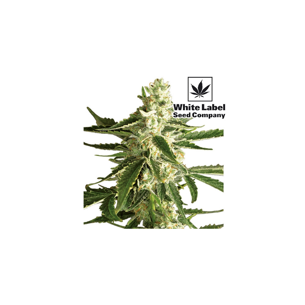 White Diesel Haze Automated (3 Samen) White Label - Blütenkegelknospe