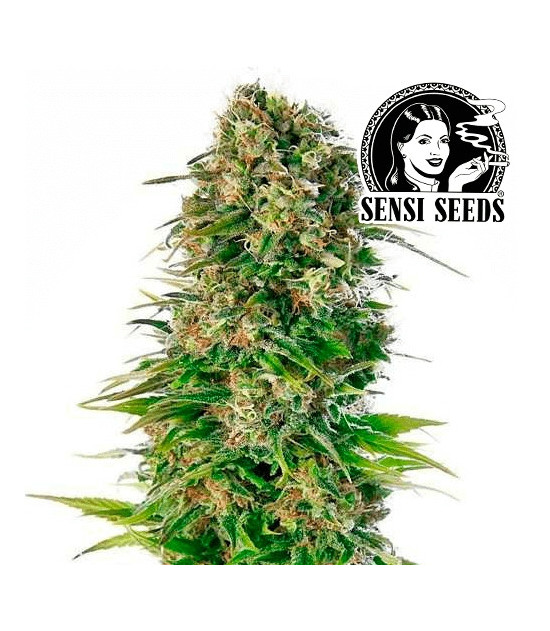 Marihuana Hindu Kush Automat – Cannabisblüte