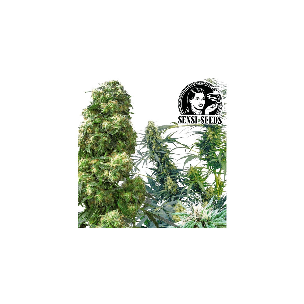 Outdoor-Mix – Sensi Seeds Hanfsamen – Probe