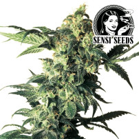 Sensi Seeds Northern Lights – Feminisierte Cannabis-Samen