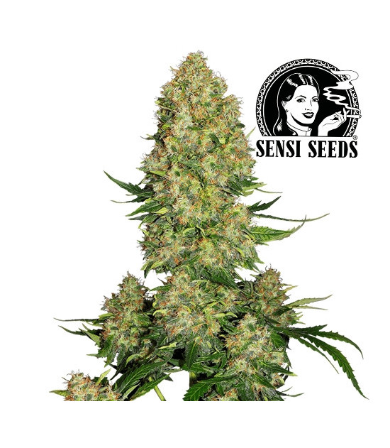 Skunk Nr. 1 Automated – Sensi Seeds Marihuana-Samen – Blüten/Kegel/Buds