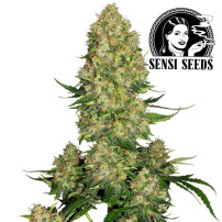 Skunk Nr. 1 Automated – Sensi Seeds Marihuana-Samen – Blüten/Kegel/Buds