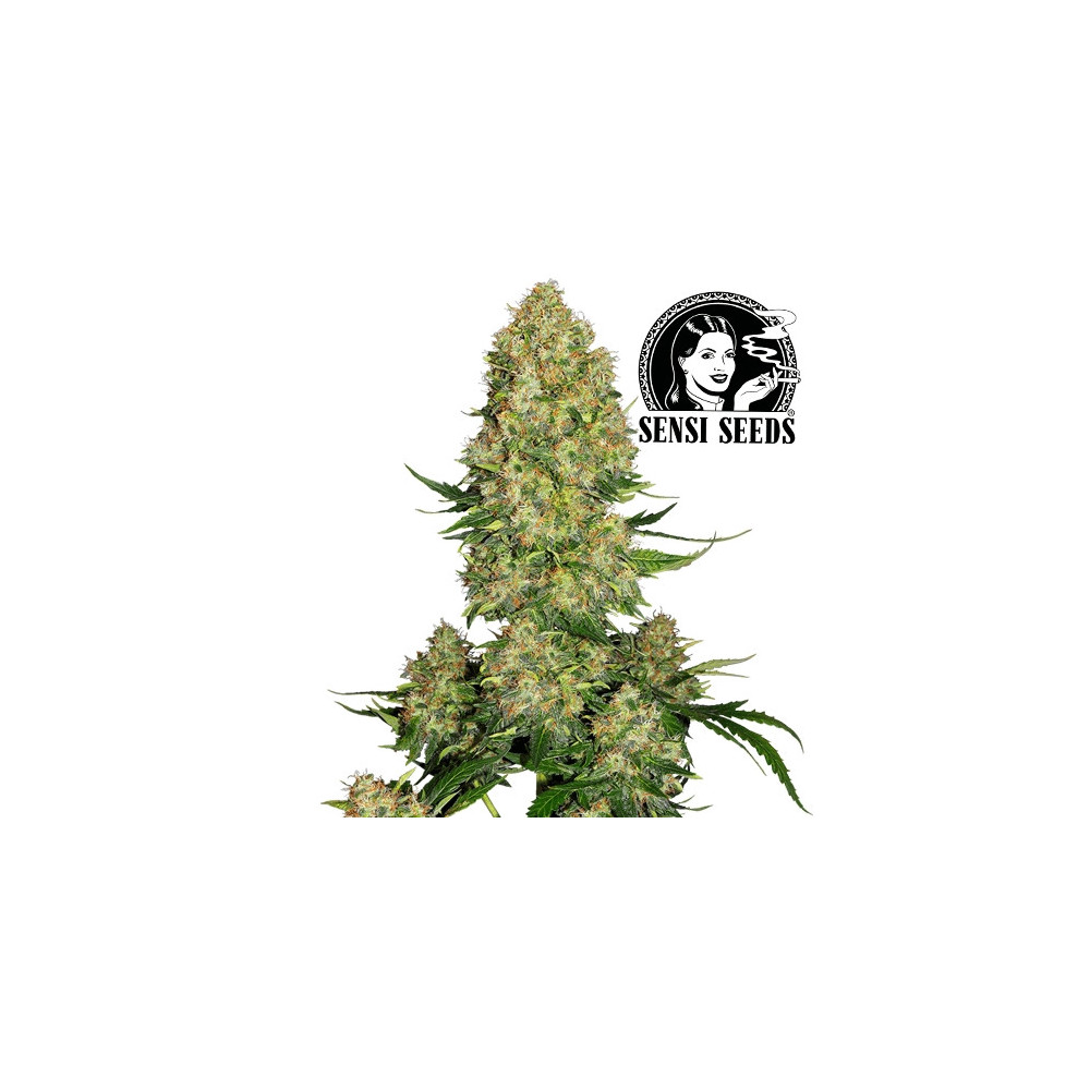 Skunk Nr. 1 Automated – Sensi Seeds Marihuana-Samen – Blüten/Kegel/Buds