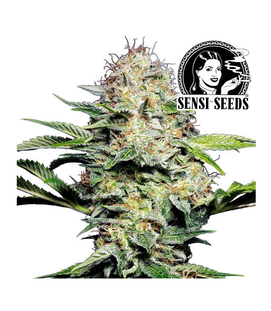Sensi Skunk Automatic Marihuana von Sensi Seeds - Blütenstand/Zapfen