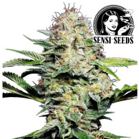Sensi Skunk Automatic Marihuana von Sensi Seeds - Blütenstand/Zapfen