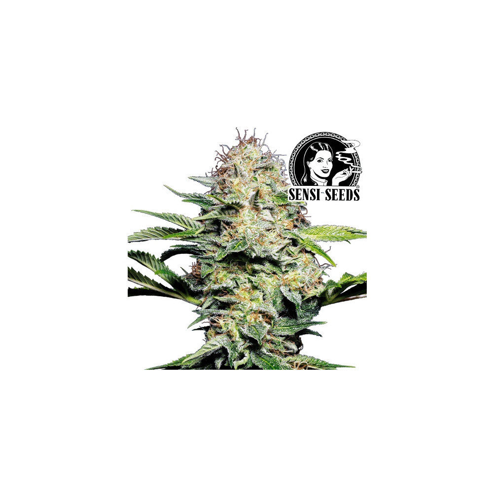 Sensi Skunk Automatic Marihuana von Sensi Seeds - Blütenstand/Zapfen