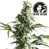 Sensi Seeds Mexikanische Sativa Feminisierte Marihuana-Samen - Blüten / Kegel