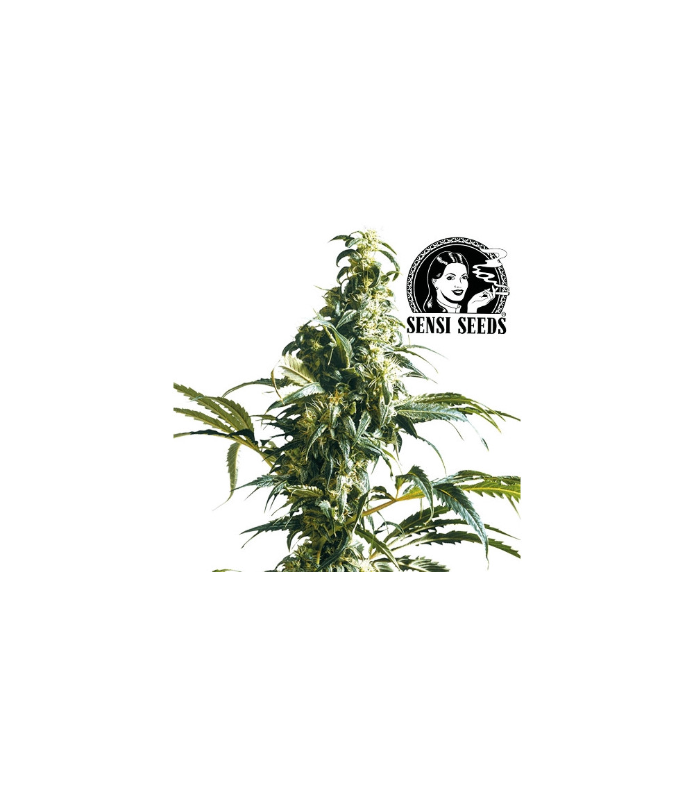 Sensi Seeds Mexikanische Sativa Feminisierte Marihuana-Samen - Blüten / Kegel
