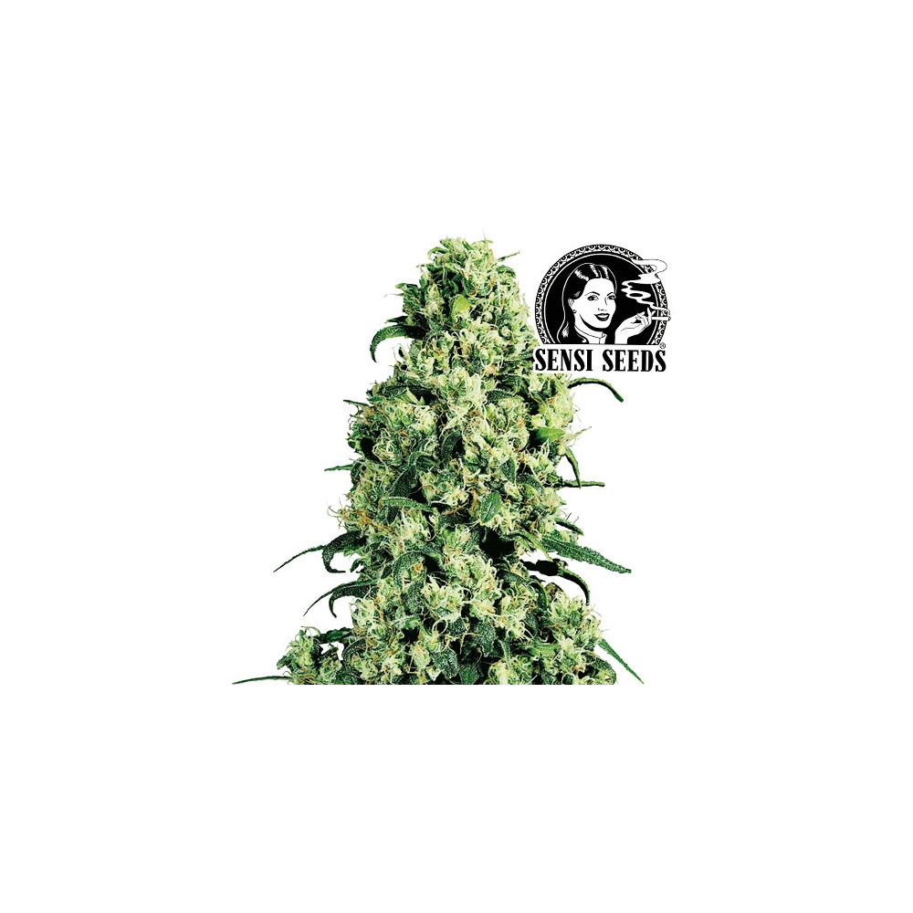 Sensi Seeds Skunk Nr. 1 Feminisierte Cannabissamen - Blüten / Blütenstände