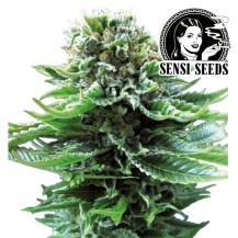 Marihuana Northern Lights Automatisierte Sorte - Cannabisblüte - Kegel