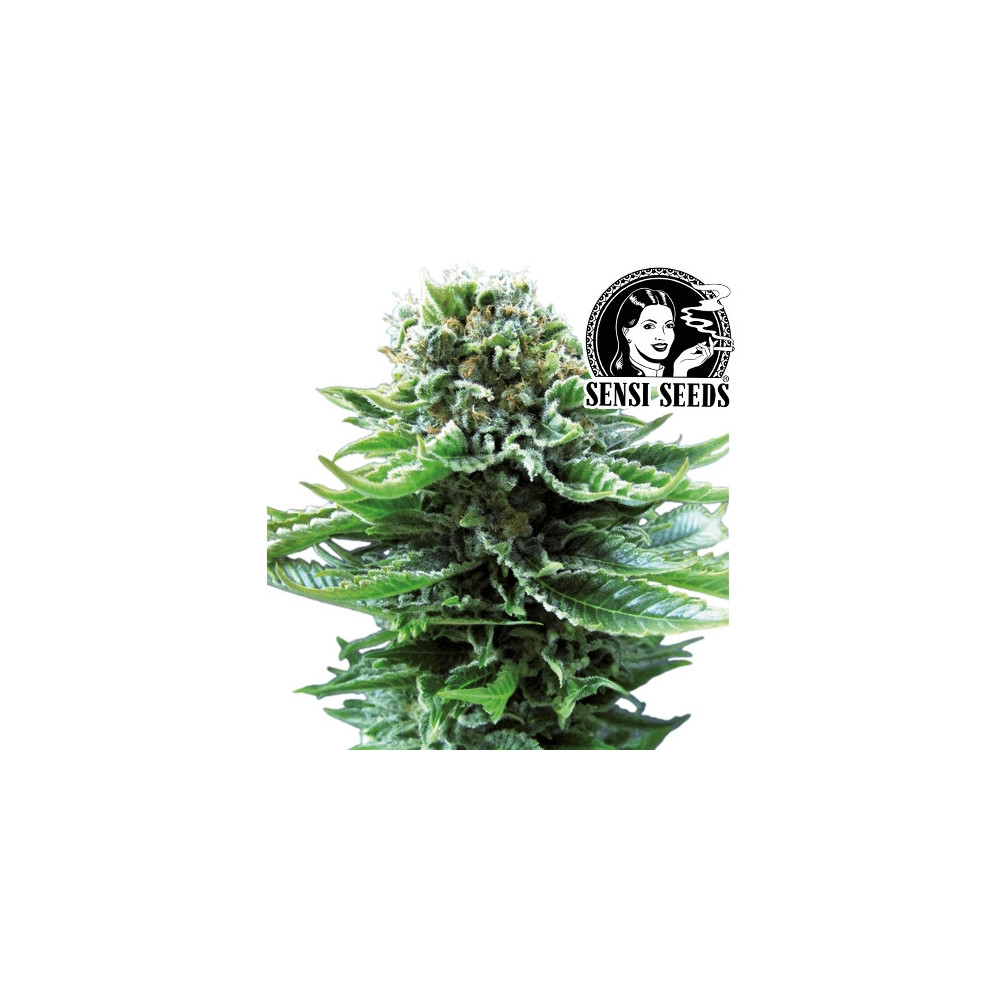 Marihuana Northern Lights Automatisierte Sorte - Cannabisblüte - Kegel