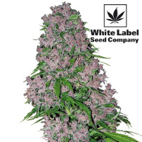 Detail einer Marihuana-Blüte (Purple Bud Feminised) – Cannabis-Samen der White Label Seed Company