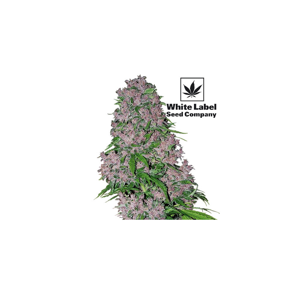 Detail einer Marihuana-Blüte (Purple Bud Feminised) – Cannabis-Samen der White Label Seed Company