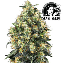 Super Skunk Automated - Marihuana-Blüten