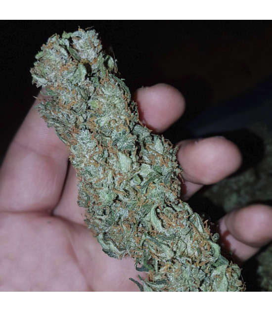 Medizinischer Marihuana-Cone CBD 20:1 Automatisch (3 Samen) - Fast Buds Cannabis-Samen