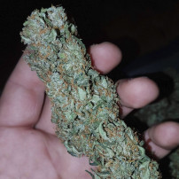Medizinischer Marihuana-Cone CBD 20:1 Automatisch (3 Samen) - Fast Buds Cannabis-Samen