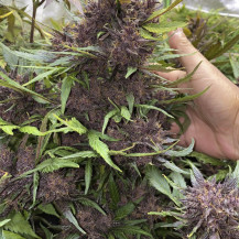 LSD-25 Automatic (3 Samen) – Fast Buds Cannabis-Samen – Details zur Pflanze (Kegel/Blüten)