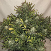 Gorilla Glue Automatic (3 Samen) – Fast Buds Cannabis-Samen – ganze Pflanze für den Indoor-Anbau