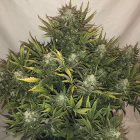 Gorilla Glue Automatic (3 Samen) – Fast Buds Cannabis-Samen – ganze Pflanze für den Indoor-Anbau