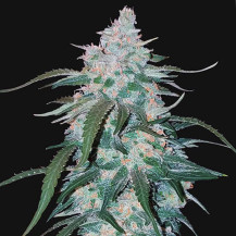 Pineapple Express Automatic (3 Samen) – Fast Buds Cannabis-Samen – wunderschöne weiße Blüten