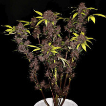 Purple Lemonade Automatic (3 Samen) - Fast Buds Cannabis-Samen - gelb-violette Pflanze
