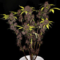 Purple Lemonade Automatic (3 Samen) - Fast Buds Cannabis-Samen - gelb-violette Pflanze