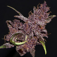 Purple Lemonade Automatic (3 Samen) - Fast Buds Cannabis-Samen - gelb-violette Blütenkegel / Blütendetails