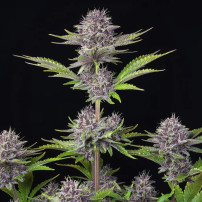 Purple Punch Automatic (3 Samen) – Fast Buds Cannabis-Samen – ganze Marihuana-Pflanze mit Blüten – Wachstumsdemonstration