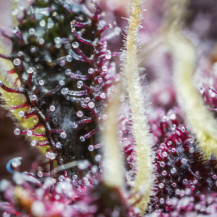 Purple Punch Automatic (3 Samen) - Fast Buds Cannabis-Samen - mit Narben und Trichomen