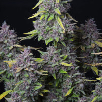 Purple Punch Automatic (3 Samen) – Fast Buds Cannabis-Samen – lila Blüten / Purple Punch Cannabis-Cones