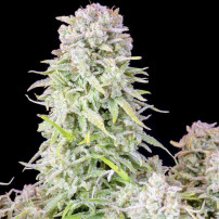 Blüte/Zapfen der Marihuana-Sorte - Original Auto Afghan Kush (3 Samen) - Fast Buds Cannabis Seeds