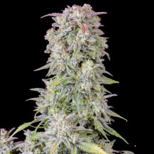 Blüte/Zapfen der Marihuana-Sorte - Original Auto Afghan Kush (3 Samen) - Fast Buds Cannabis Seeds