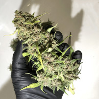 Kodope Original Auto Bubble Gum (3 Samen) – Fast Buds Marihuana-Samen – Kegel in der Hand mit schwarzem Handschuh