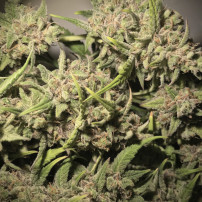 Kodope Original Auto Bubble Gum (3 Samen) - Fast Buds Marihuana-Samen - Ernte