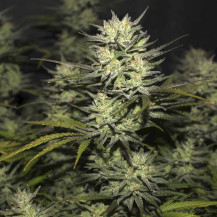Original Automat – Fast Buds Cannabis-Samen – Northern Lights Cannabis-Cone / Marihuana-Blüte
