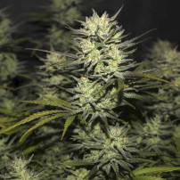 Original Automat – Fast Buds Cannabis-Samen – Northern Lights Cannabis-Cone / Marihuana-Blüte