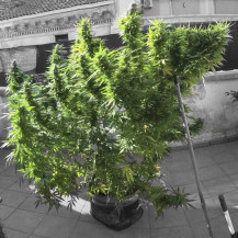 Gorilla Glue Automatic (3 Samen) - Fast Buds Cannabis-Samen - ganze Pflanze für den Außenbereich