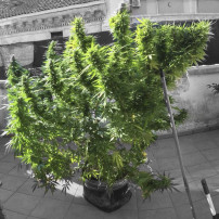 Gorilla Glue Automatic (3 Samen) - Fast Buds Cannabis-Samen - ganze Pflanze für den Außenbereich