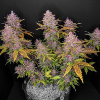 LSD-25 Automatic (3 Samen) - Fast Buds Cannabis-Samen - Ganze Pflanze