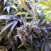 Lila Marihuana-Blüte Original Auto Jack Herer (3 Samen) - Fast Buds Cannabis-Samen