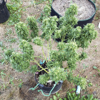 Marihuana im Freien anbauen – Sorte Original Auto Jack Herer (3 Samen) – Fast Buds Cannabis-Samen