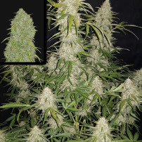 Marihuana-Anbau in Innenräumen – Sorte Original Auto Jack Herer (3 Samen) – Fast Buds Cannabis-Samen
