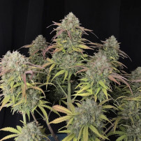 Marihuana-Blüten auf schwarzem Hintergrund – Original Auto Jack Herer Sorte (3 Samen) – Fast Buds Cannabis-Samen