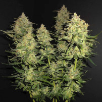 Ein Blick auf die gesamte Lemon AK Marihuana-Pflanze (3 Samen) - Fast Buds Cannabis-Samen
