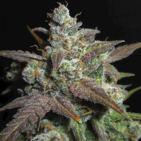 Details zu den Trichomen der Marihuana-Sorte Lemon AK (3 Samen) - Fast Buds Cannabis-Samen