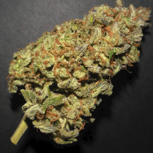 Detailaufnahme einer getrockneten Marihuana-Blüte der Sorte Lemon AK (3 Samen) - Fast Buds Cannabis-Samen