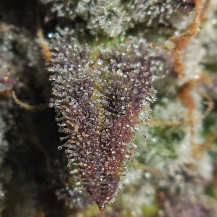 Details zu Lemon AK Marihuana-Harz (3 Samen) - Fast Buds Cannabis-Samen