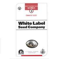 Packung Marihuanasamen der Cannabissorte Sweet Tangerine Tango Automatic von White Label Seed Company